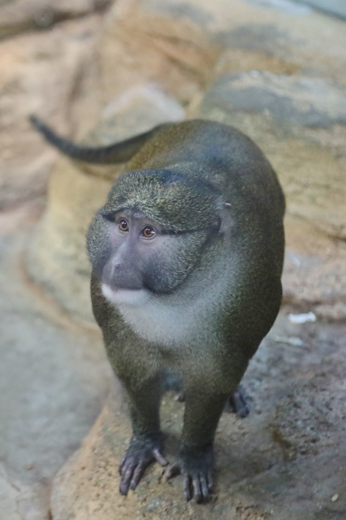 2018-Zoo-Ado-004.JPG